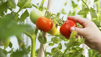 上周全國食用農產品市場價格下降0.6%，批發市場供應穩定