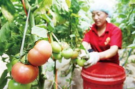 食用農(nóng)產(chǎn)品批發(fā)價(jià)格連續(xù)四周回落