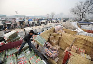 蔬菜批發(fā)價(jià)格連漲十周 探析背后的市場(chǎng)動(dòng)態(tài)與應(yīng)對(duì)之道